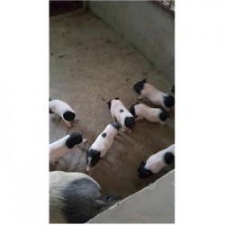 藏香猪养殖场广东梅州市周边哪里有巴马香猪