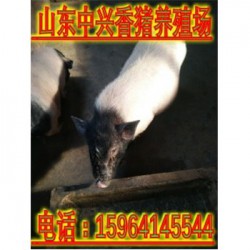 安顺巴马香猪养殖场梅州能买到纯种的小香猪