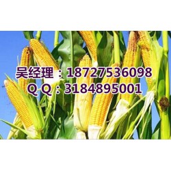 厂家收购玉米大豆_民发养殖_玉米大豆