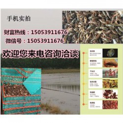 铁东龙虾苗多少钱一斤—龙虾繁育基地