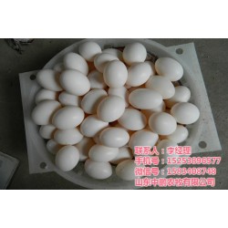 乳鸽蛋营养|山东中鹏农牧|河南鸽蛋