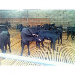 江苏苏州肉羊放养技术