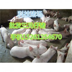 贵州本地母猪出售