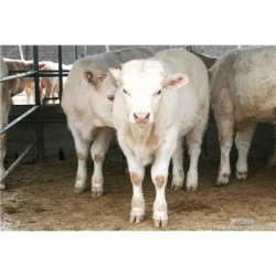 阿坝藏族肉牛养殖技术