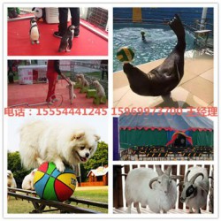 朔州马戏团狗熊表演动物表演主题活动有那些
