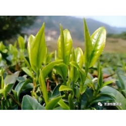 茶博会-2021深圳国际高端茶产业博览会